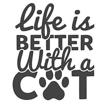 Photo of General Cat Application