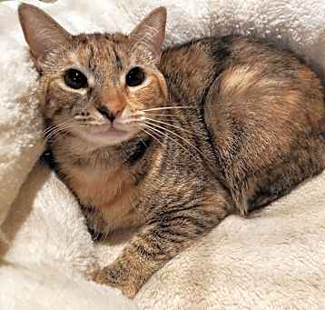Photo of Zilli Girl