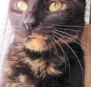 Photo of Annie - super sweet girl!