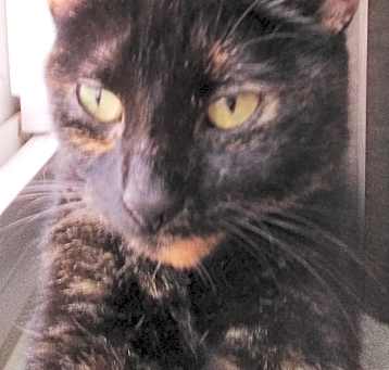 Photo of Annie - Super sweet girl!