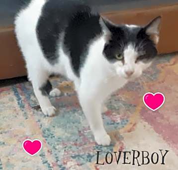 Photo of Loverboy