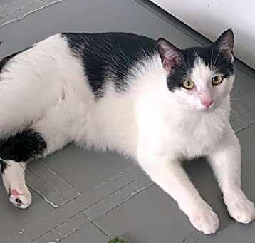 Photo of Jester