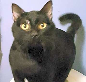 Photo of Blushy Panther