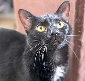 Photo of Ebony