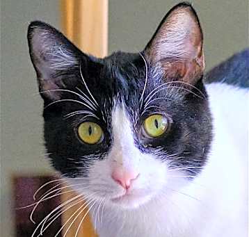 Photo of Spot