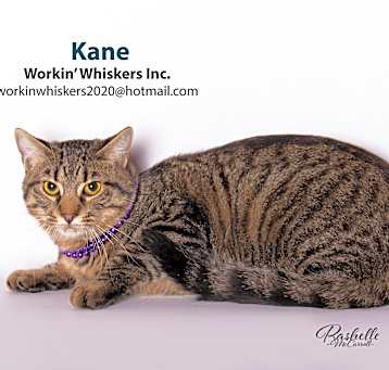 Photo of KANE