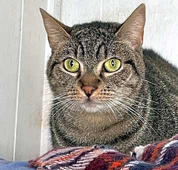 Photo of Piper