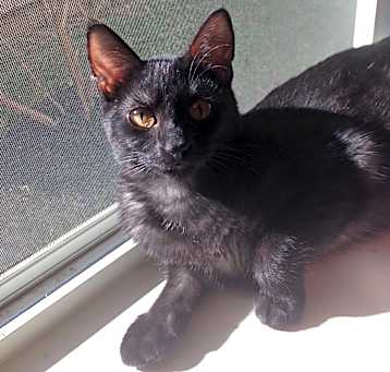 Photo of Gypsy