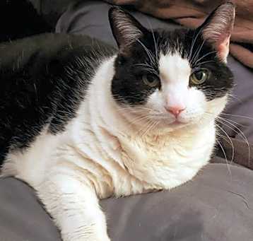 Photo of Violet