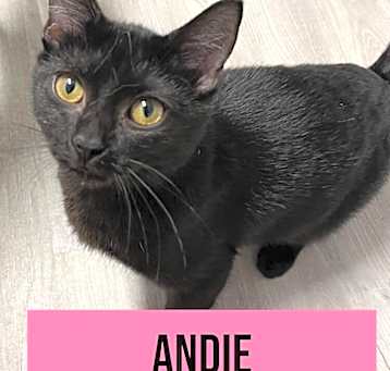 Photo of ANDIE