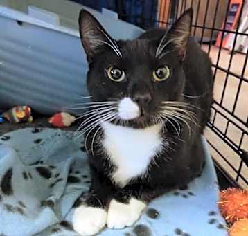 Photo of Darius