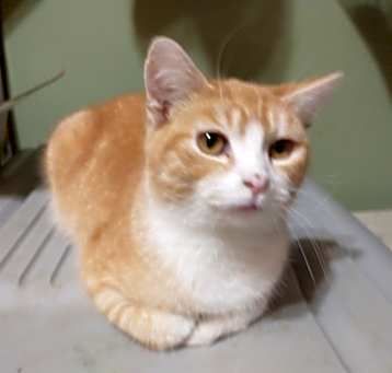 Photo of Creamsicle