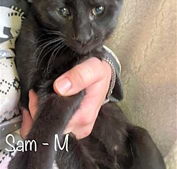 Photo of Sam C Reams