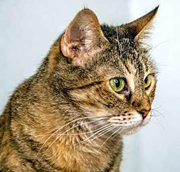 Photo of Baylor