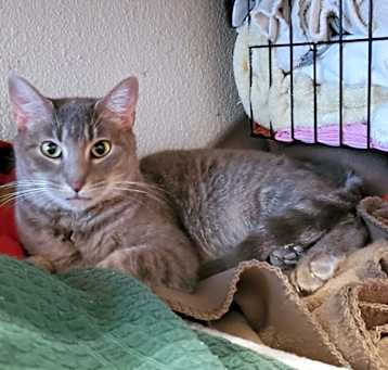 Photo of Pastrami