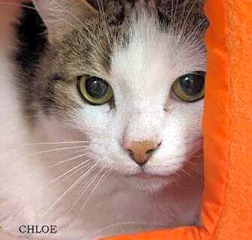 Photo of Chloe
