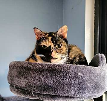 Photo of Rosie