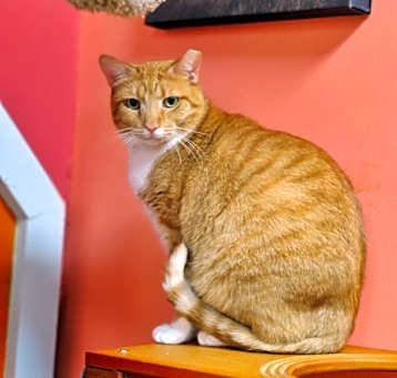 Photo of Garfield