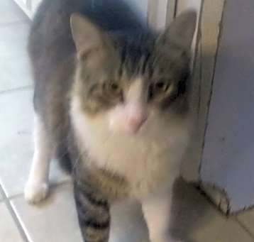 Photo of Toto