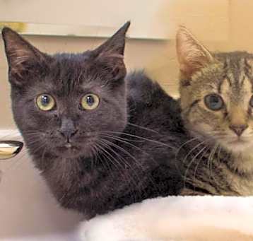 Photo of Coco & Kiko