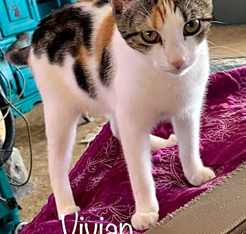 Photo of Vivian