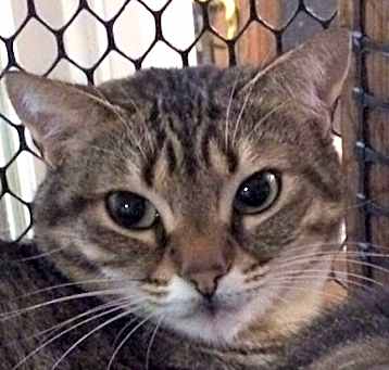 Photo of Java