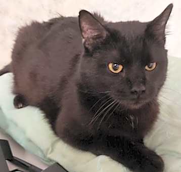 Photo of Boo