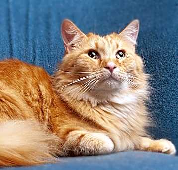 Photo of Squier