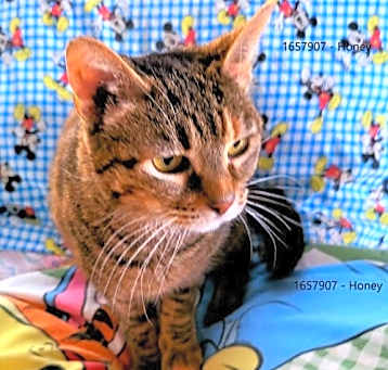Photo of Honey