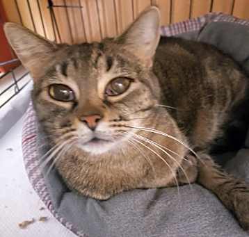 Photo of Olive