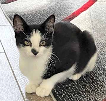 Photo of Spot