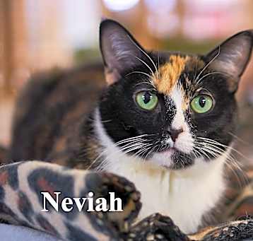 Photo of Neviah