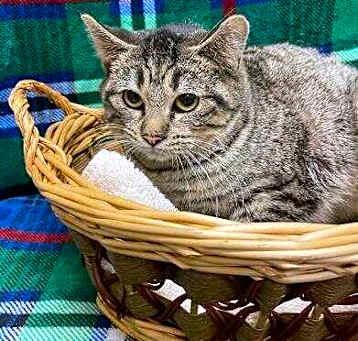 Photo of Chesney-FIV+
