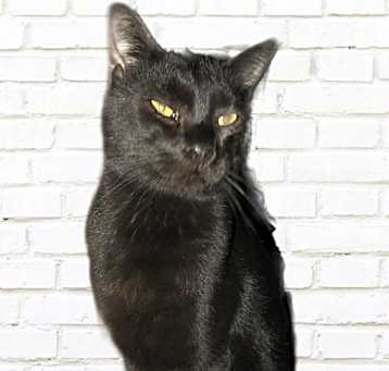 Photo of Salem