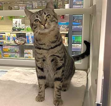 Photo of Papaya