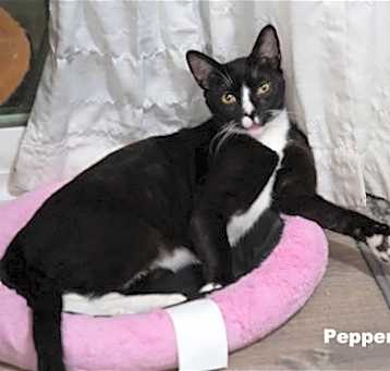 Photo of Pepper (Napa HM)