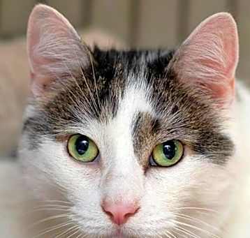 Photo of Kittles