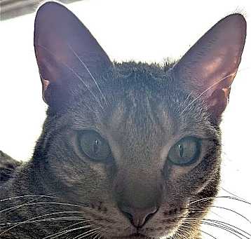 Photo of Chase