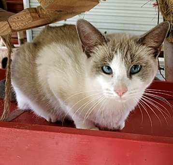 Photo of Dora