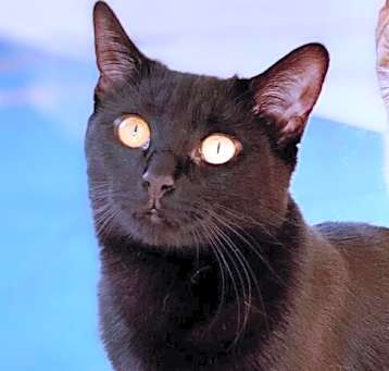Photo of Vanilla