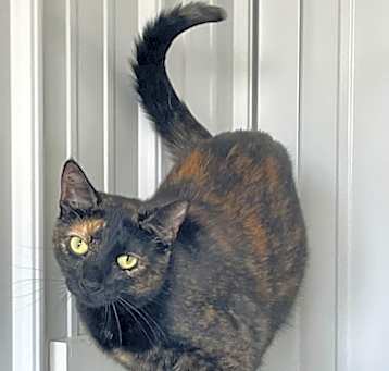 Photo of Patches