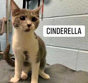 Photo of Cinderella