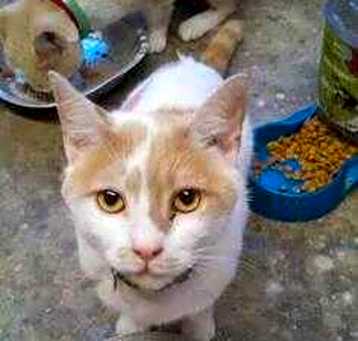 Photo of PatchesR