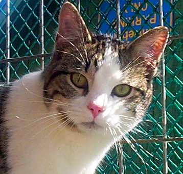 Photo of Reggie (Sweet Kitten)