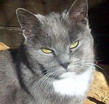 Photo of Priscilla (Sweet)