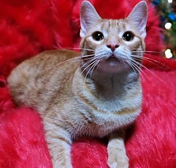 Photo of Lily