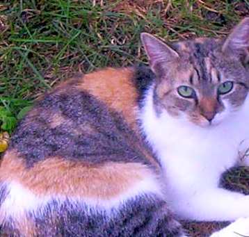 Photo of Tiny (Sweet & Petite)
