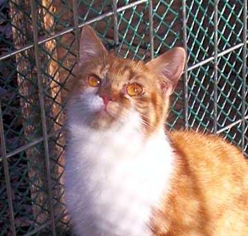 Photo of Little Gilr (sweet talker)