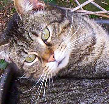 Photo of Abraham (love bug)