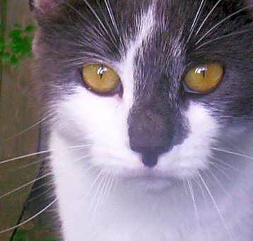Photo of Smokey (lover boy)